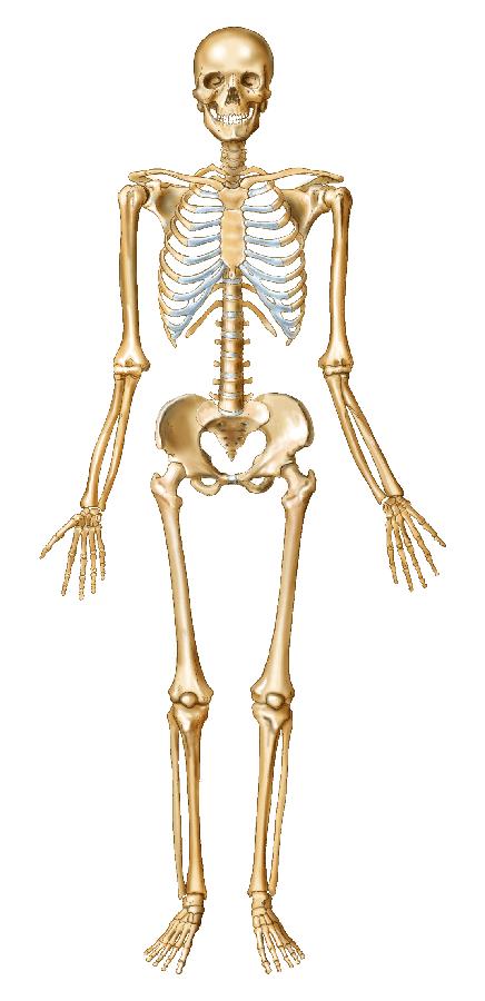 Human Skeleton